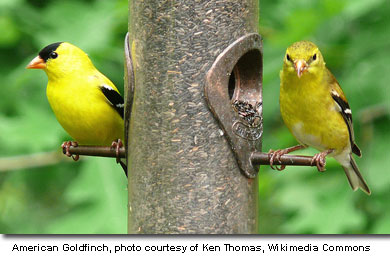 AmericanGoldfinch_KenThomas_WikimediaCommons.jpg