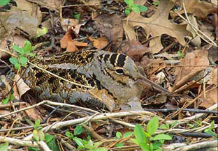 American woodcock have excellent camouflage, by Bill Harvey