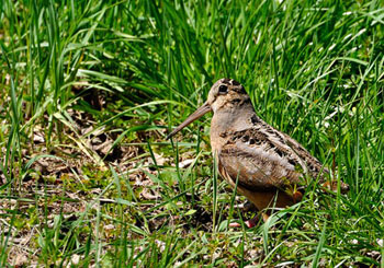 American woodcock photo by Dave Smith, Flickr