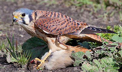 Kestrel with prey by Bill Bouton, Wikimedia Commons