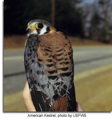 American Kestrel, photo by USFWS