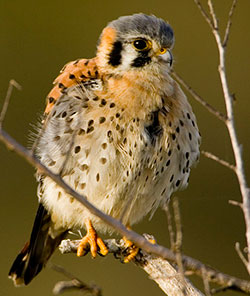 American Kestral, photo by Steve Hillebrand, USFWS