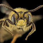 Bee Icon