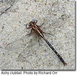 Ashy clubtail, photo by Richard Orr