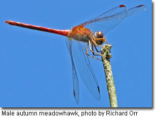 Male autumn meadowhawk, photo by Richard Orr