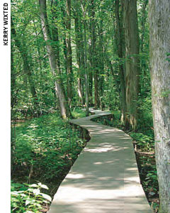 Scenic View of Bald Cypress Swamp, photo by Kerry Wixted