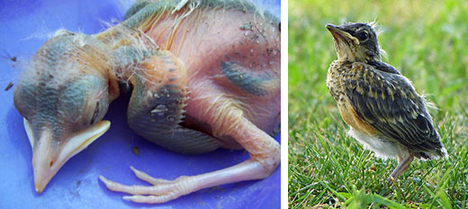 Young robins, the robin on the left is too young to survive on its own while the one on the right is a fledgling (Wikimedi