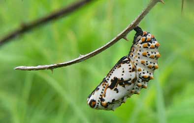 Baltimore checkerspot chrysalis by Jen Selfridge