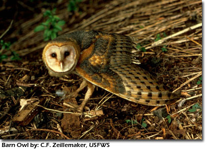 Barn Owl by: C.F. Zeillemaker, USFWS