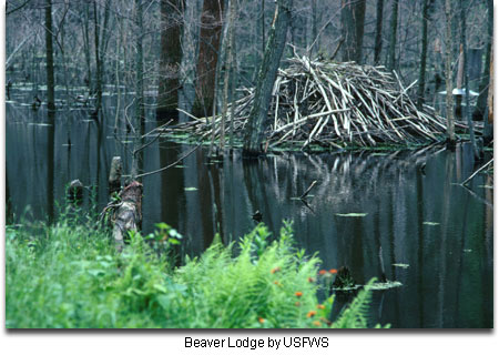 BeaverLodge-USFWS.jpg