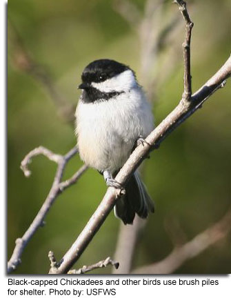 Black-capped Chickadee photo by: USFWS