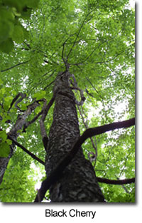 Black Cherry Tree Photo courtesy of (c) 2002 Steven J. Baskauf, Bioimages home 