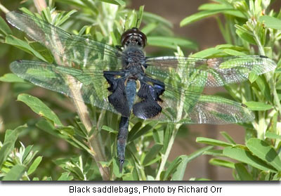 Black saddlebags, photo by Richard Orr