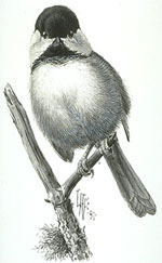 Black_capped_Chickadee_PublicDomain.jpg