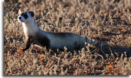 Black-footed Ferret