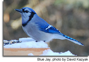 Blue Jay, photo by David Kazyak 