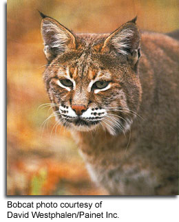 Bobcat by David Westphalen/Painet Inc.