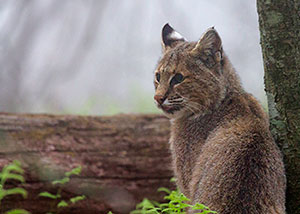 Bobcat_Mark-Hendricks.jpg