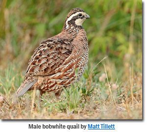 Male Bobwhite Quail by Matt Tillett