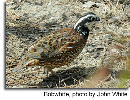 Bobwhite, photo by John White