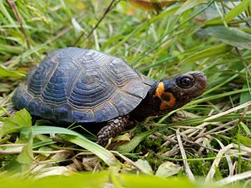 Bog turtle