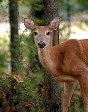 White-tailed deer at woods edge