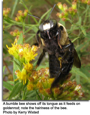 A bumble bee shows off its tongue as it feeds on goldenrod, photo by Kerry Wixted