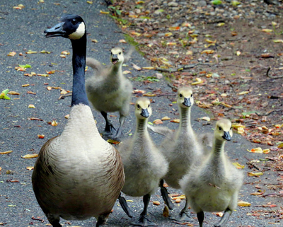 Canada Goose Mother with babies.