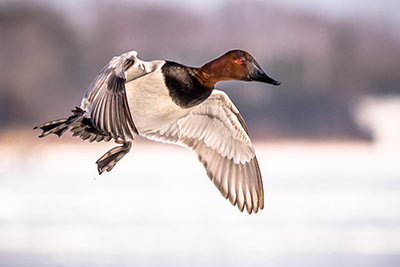 Canvasback in flight by Jerryam Ende