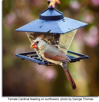 Female Cardinal feasting on sunflowers, photo by George Thomas