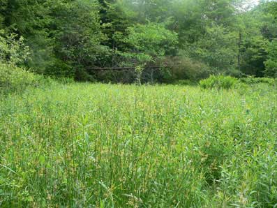 Typical Baltimore checkerspot habitat by Jen Selfridge