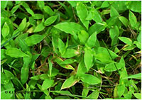 Carpet Grass leaves, photo by Kerrie Kyde