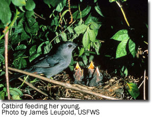 Catbird_USFWS.jpg