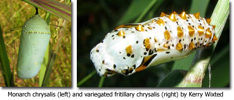 Monarch chrysalis (left) and variegated fritillary chrysalis (right) by Kerry Wixted