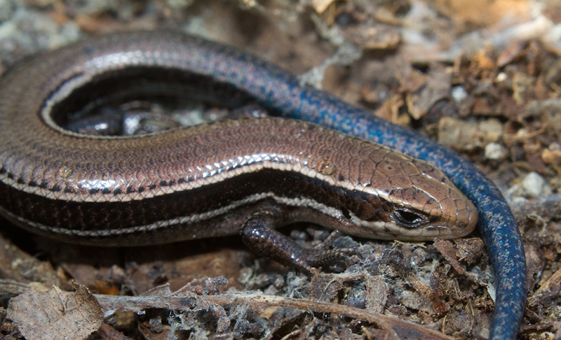 Photo of Coal Skink by Bill Hubick