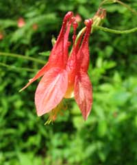 Columbine, photo courtesy of Kerry Wixted