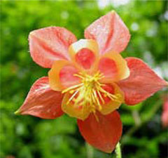 Columbine,  photo courtesy of Kerry Wixted