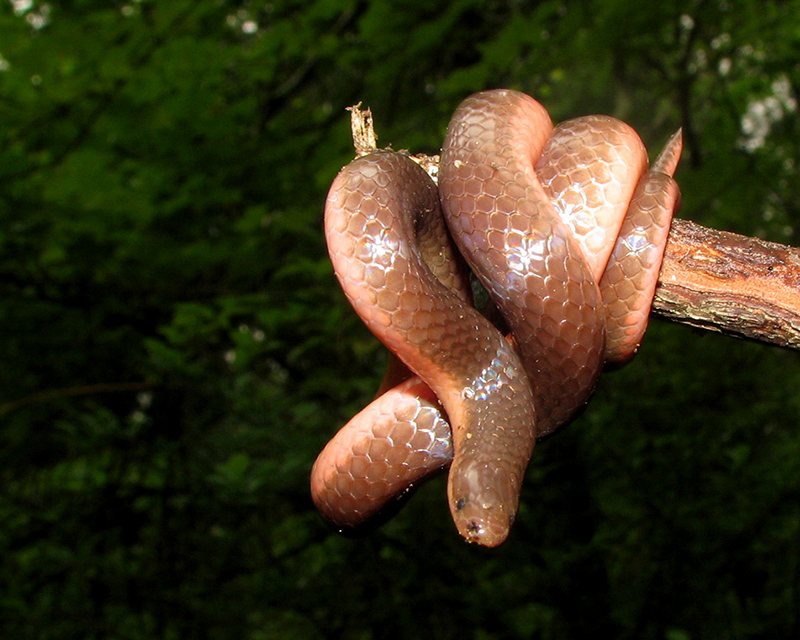 Common Wormsnake - courtesy of  Kerry Wixted