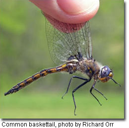 Common baskettail, photo by Richard Orr