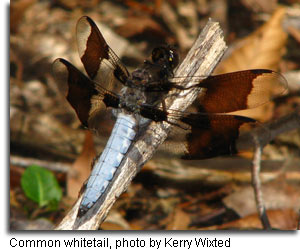 Common whitetail, photo by Kerry Wixted