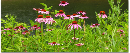 Purple coneflower meadow, photo by Kerry Wixted