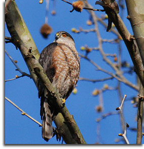 Adult Cooper's Hawk