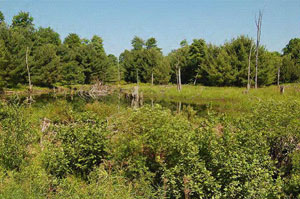 Photo of Cunningham Swamp WMA by Photo of landscape by Rick Latshaw