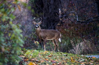 White-tailed antlered deer, photo of Majestic Beauty by Duane Tucker