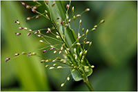 Deer Tongue Flowers and Seeds, photo by Tom Potterfield Flickr CC BY-NC-SA 2.0