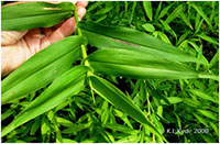 Deer tongue leaves, photo by Kerrie Kyde