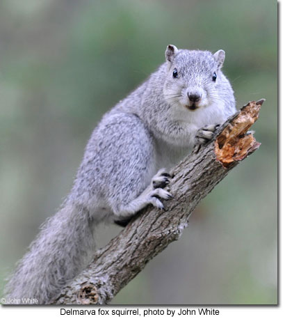 Delmarva fox squirrel, photo by John White