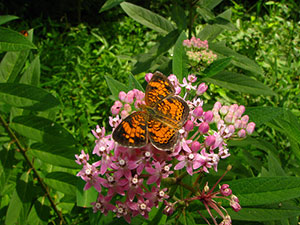 Pearl Crescent on Milkweed