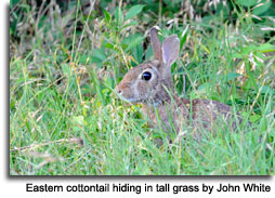 EasternCottontail_501_JW.jpg