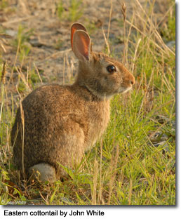 EasternCottontail_505_JW.jpg